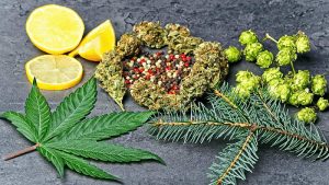 Terpenes in CBD: What They Are, Benefits, & Effects